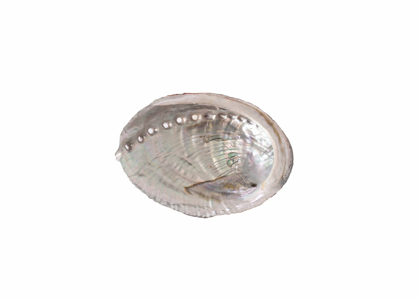 Abalone Shells, 4 - 5 Inches, Blue Green, Mexican, Displays