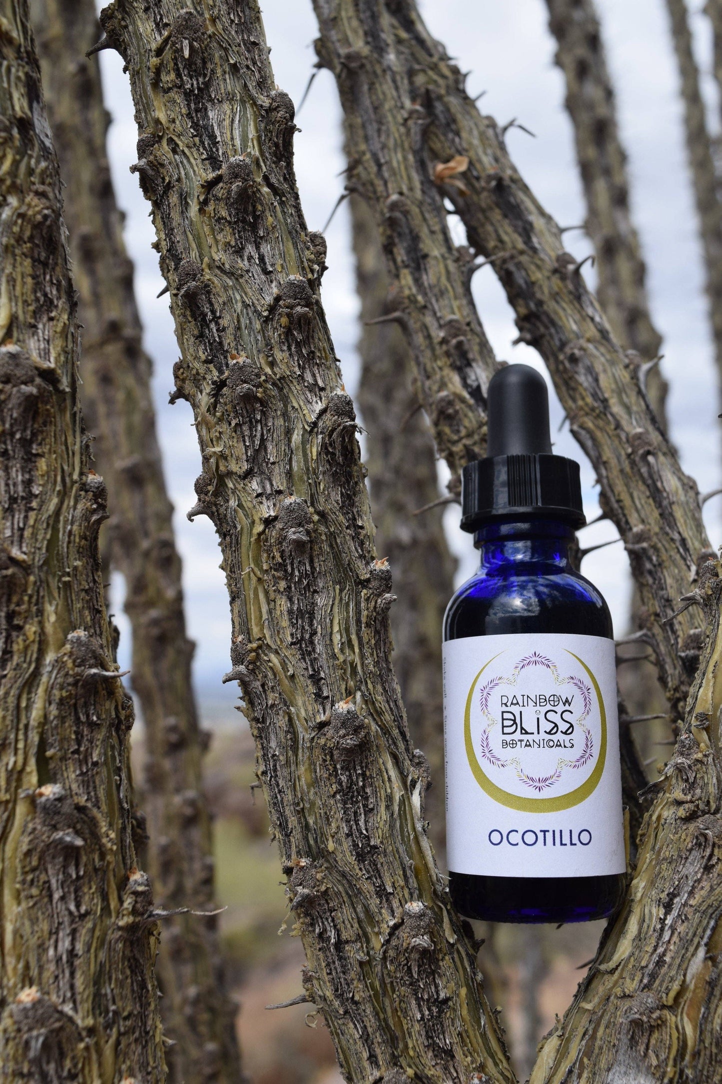 Ocotillo tincture: 1 oz. (30mL)