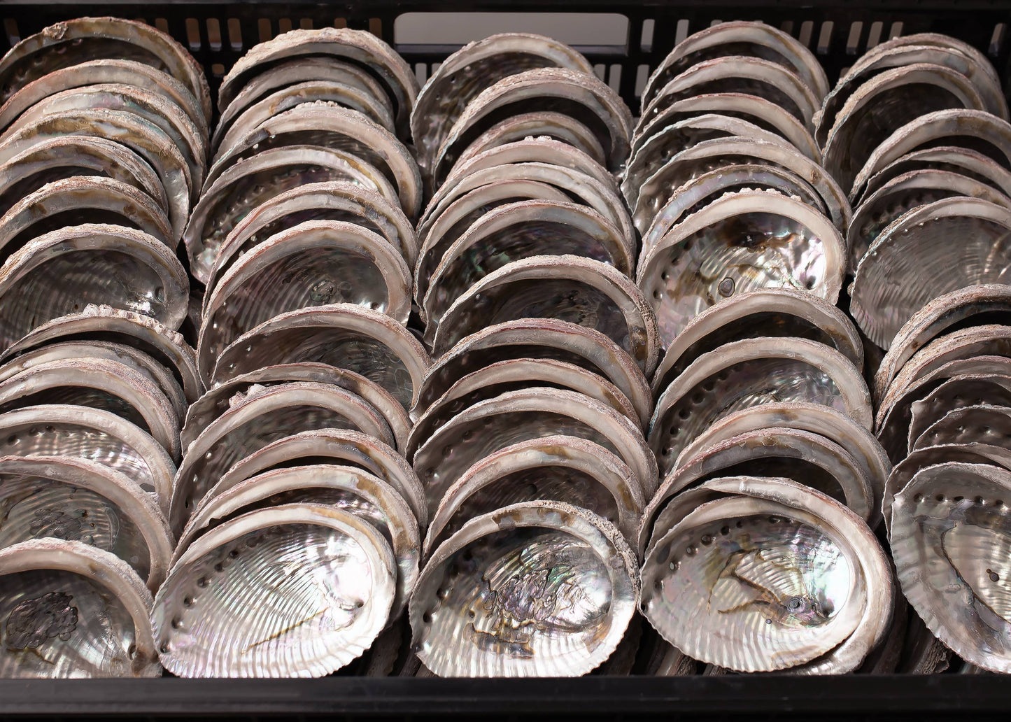 Abalone Shells, 4 - 5 Inches, Blue Green, Mexican, Displays
