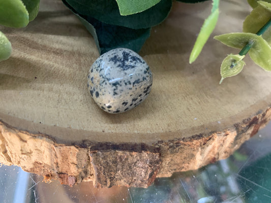 Jasper, Dalmation