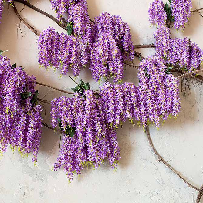 Wisteria Oil: .5 fl oz