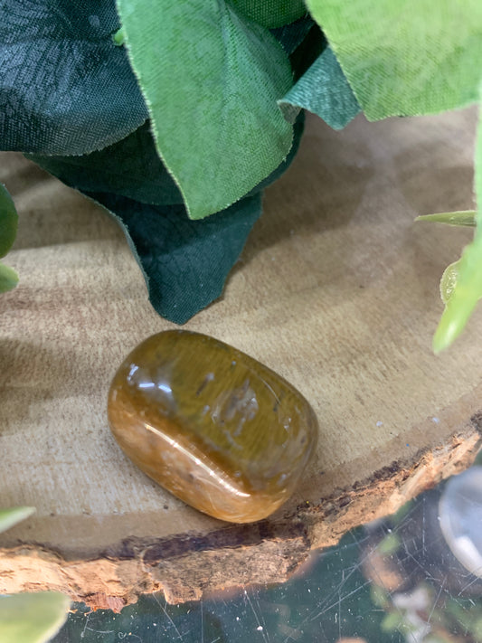 Petrified Wood