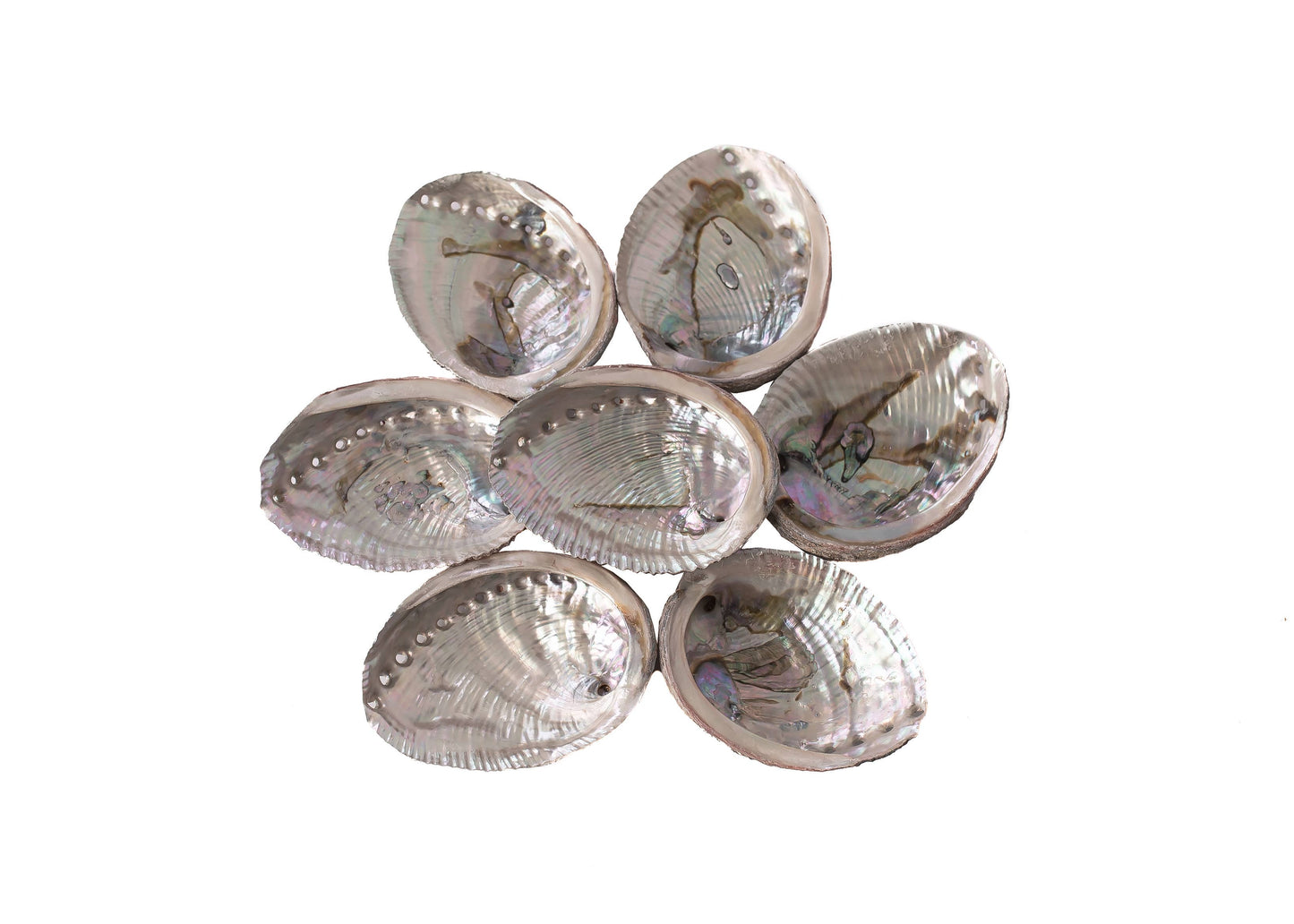Abalone Shells, 4 - 5 Inches, Blue Green, Mexican, Displays