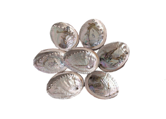 Abalone Shells, 4 - 5 Inches, Blue Green, Mexican, Displays