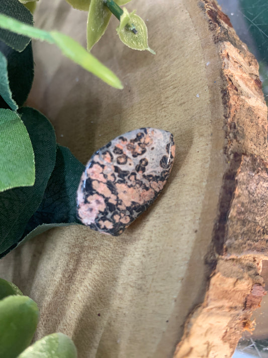 Jasper, Leopard