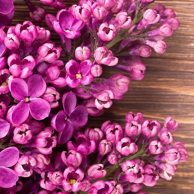 Lilac Oil: .5 fl oz