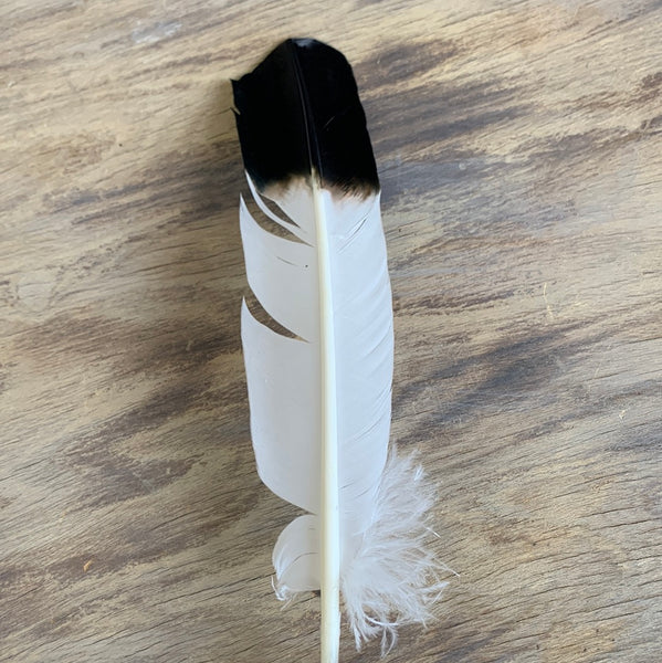 Eagle Feather - faux