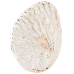 Abalone Shell 3.5 Inch